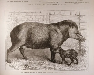 Il tapiro neonato e sua madre, nei giardini della Società Zoologica, da 